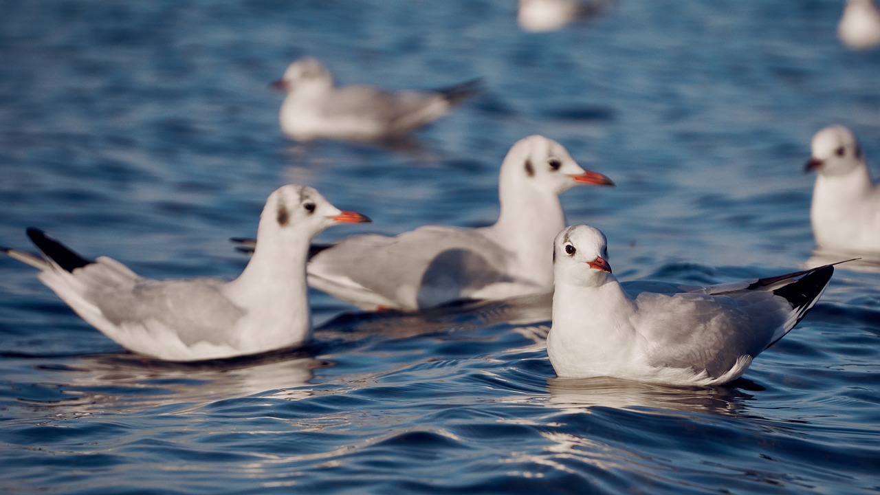 a flock of seagulls floating on top of a body of water, a portrait, by Hans Werner Schmidt, shutterstock, seals, brittney lee, looking towards camera, short neck