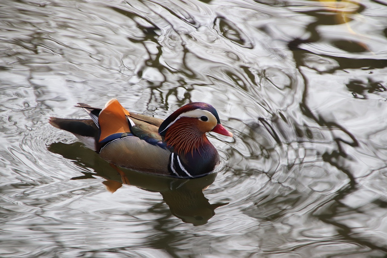 a duck floating on top of a body of water, by Jan Rustem, flickr, shin hanga, colorful swirly ripples, handsome male, bow, royal bird