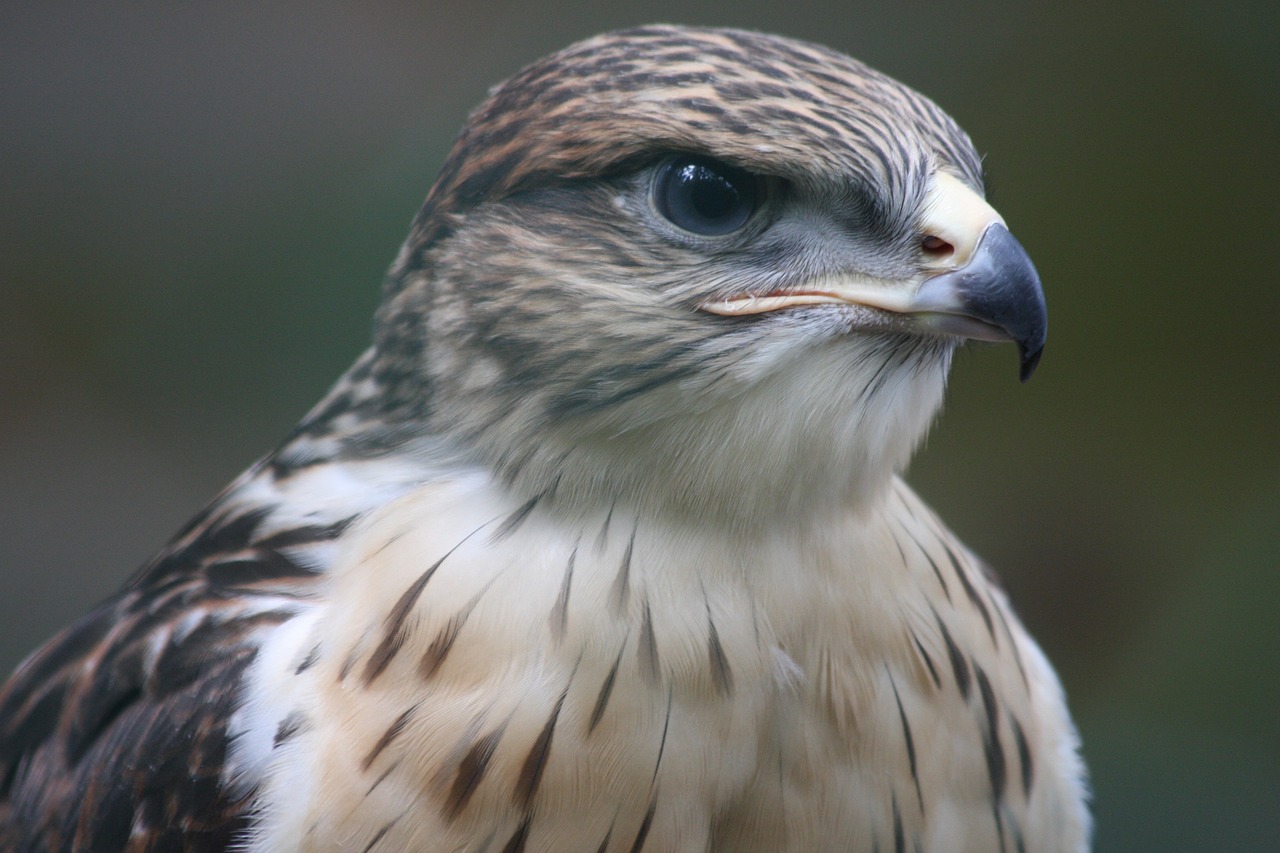 a close up of a bird of prey, a portrait, flickr, hurufiyya, grain”