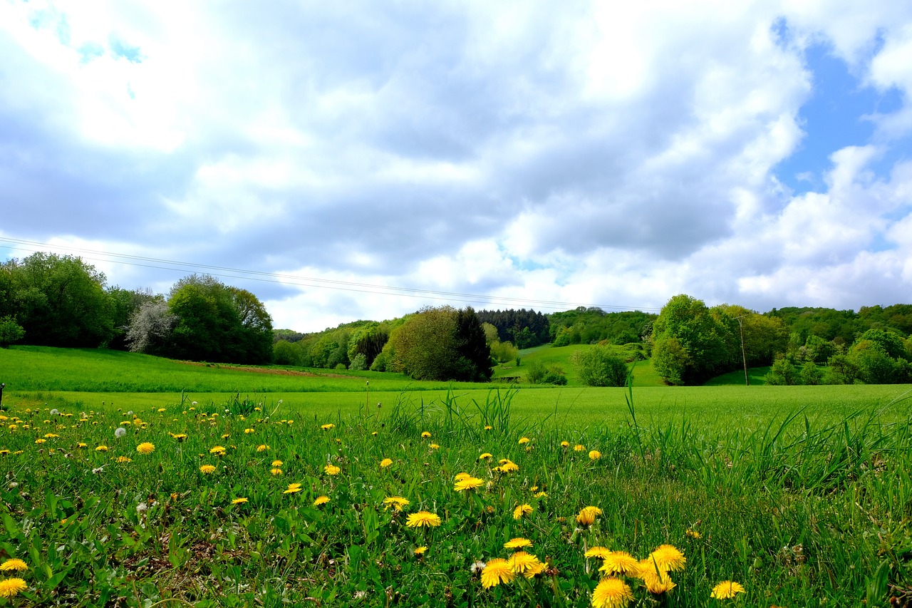 a field full of yellow flowers under a cloudy sky, a picture, by Tadashige Ono, golf course in background, spring vibes, on a green hill between trees, traveling in france