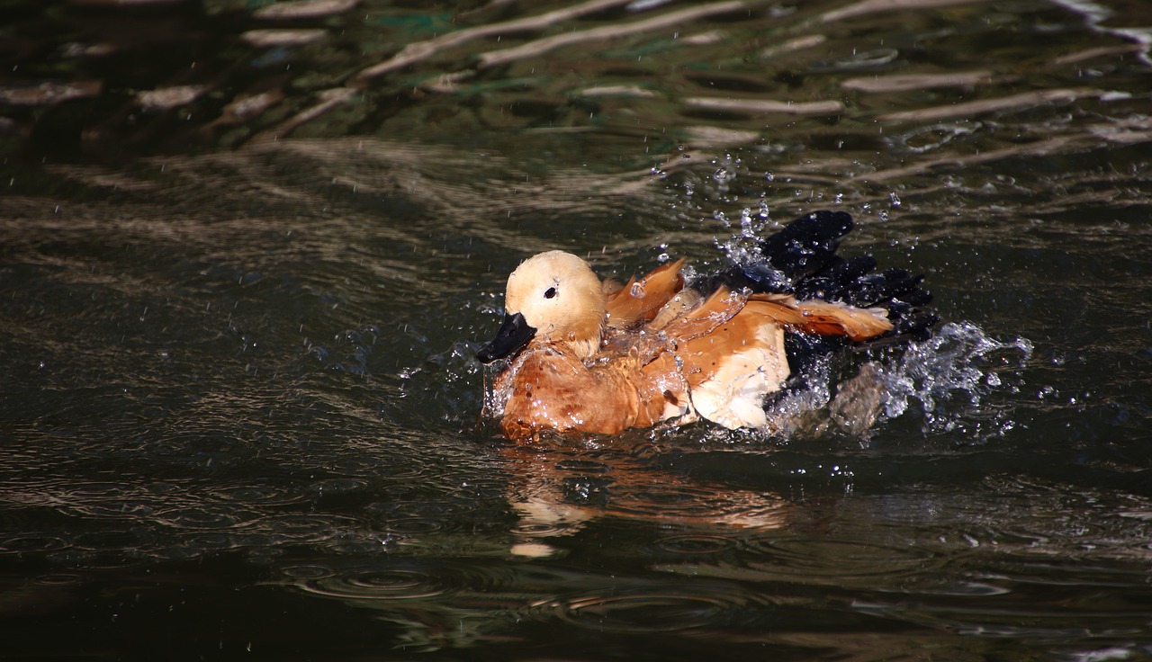 a duck that is swimming in some water, flickr, hurufiyya, in orange clothes) fight, covered!!, daoshu, aged 2 5