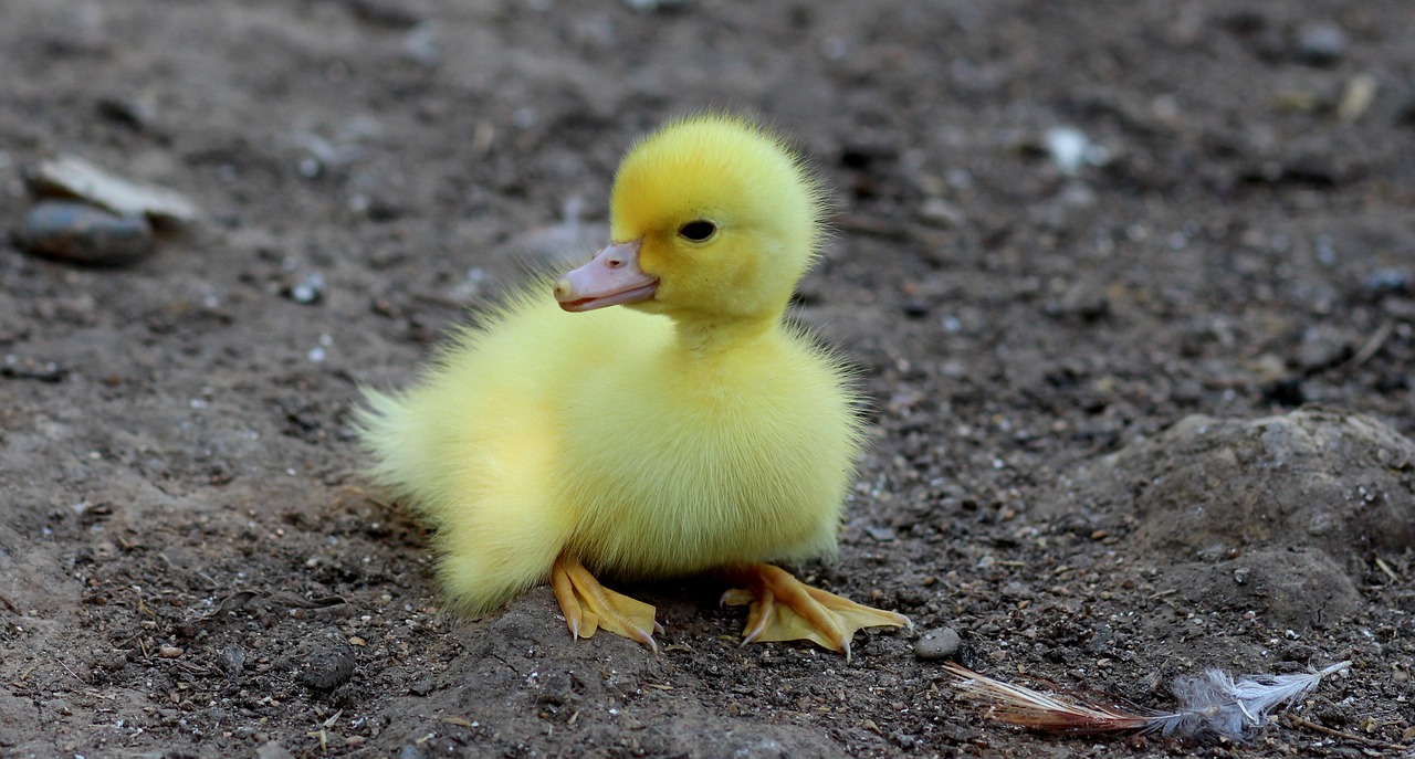 a small yellow duck sitting in the dirt, flickr, incredibly realistic, incredibly cute, photograph credit: ap, fluffy''
