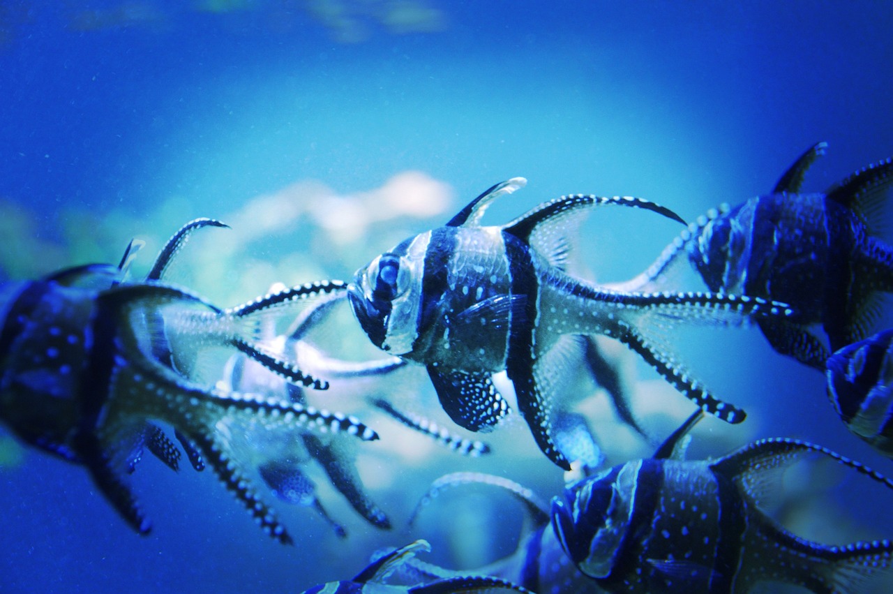 a group of fish swimming in an aquarium, by Dietmar Damerau, flickr, surrealism, blue tinted, spiky tentacles, robotic, shot on a 2 0 0 3 camera