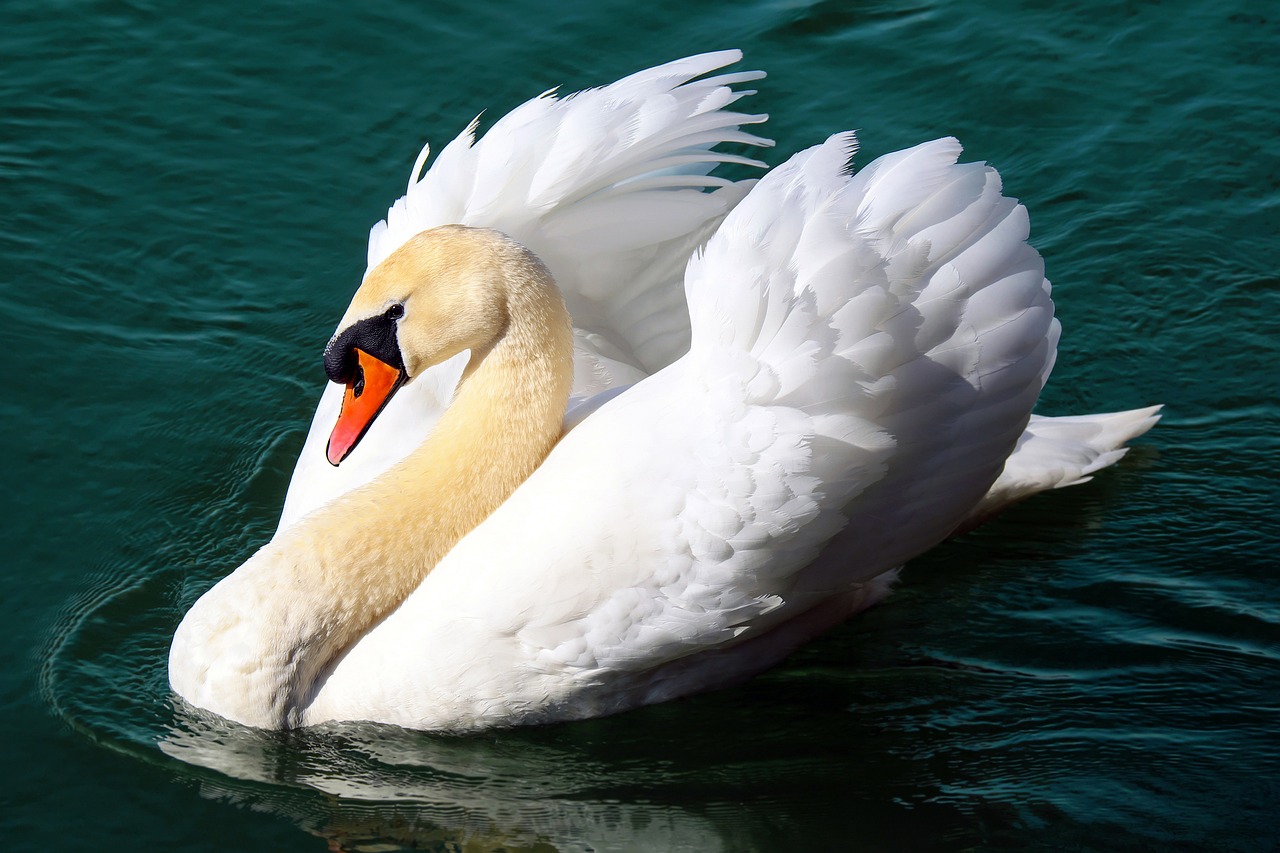 a white swan floating on top of a body of water, a picture, pixabay, romanticism, exquisite and handsome wings, 4k serene, flirting, rounded beak
