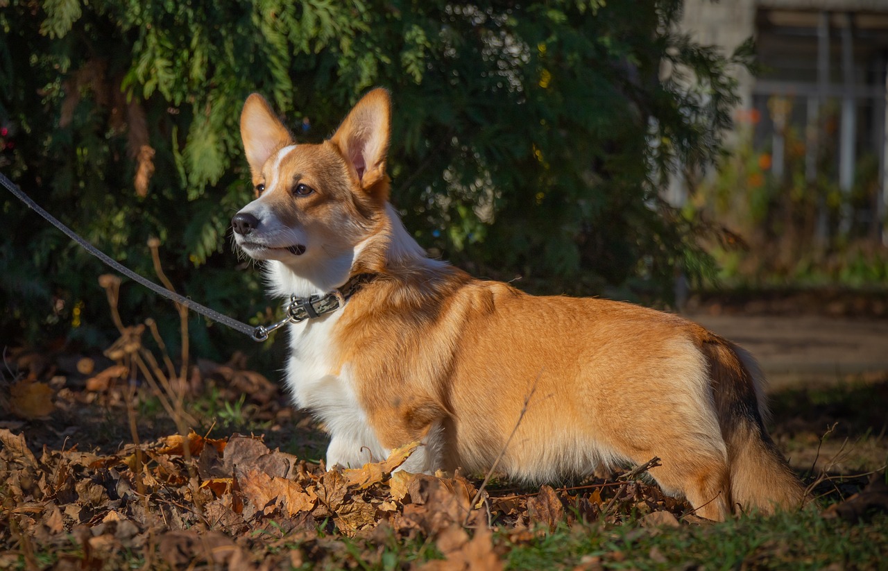 a dog that is standing in the grass, a portrait, by Emma Andijewska, shutterstock, corgi, lots of leaves, late afternoon sun, relaxed pose