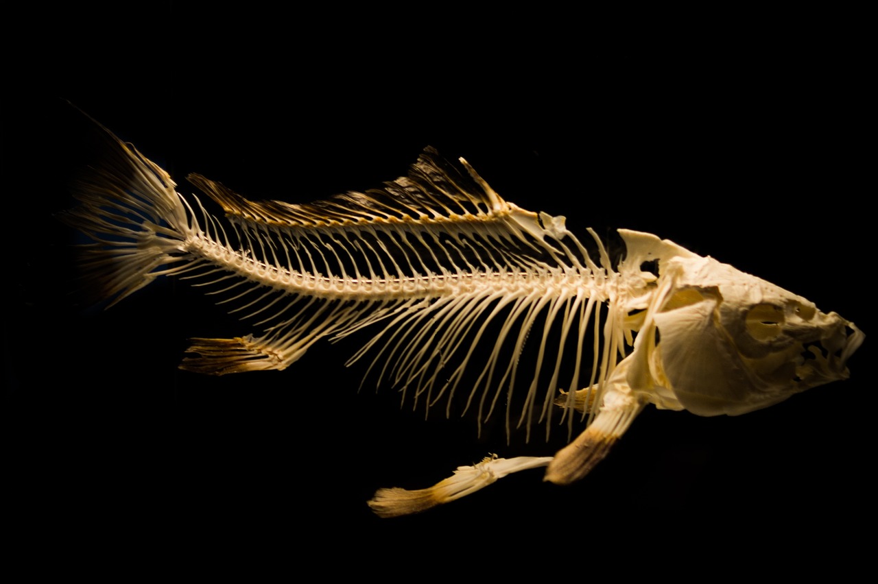 a skeleton of a fish on a black background, by Robert Brackman, flickr, hurufiyya, human spine, closeup photo, full length shot, dawn mcteigue
