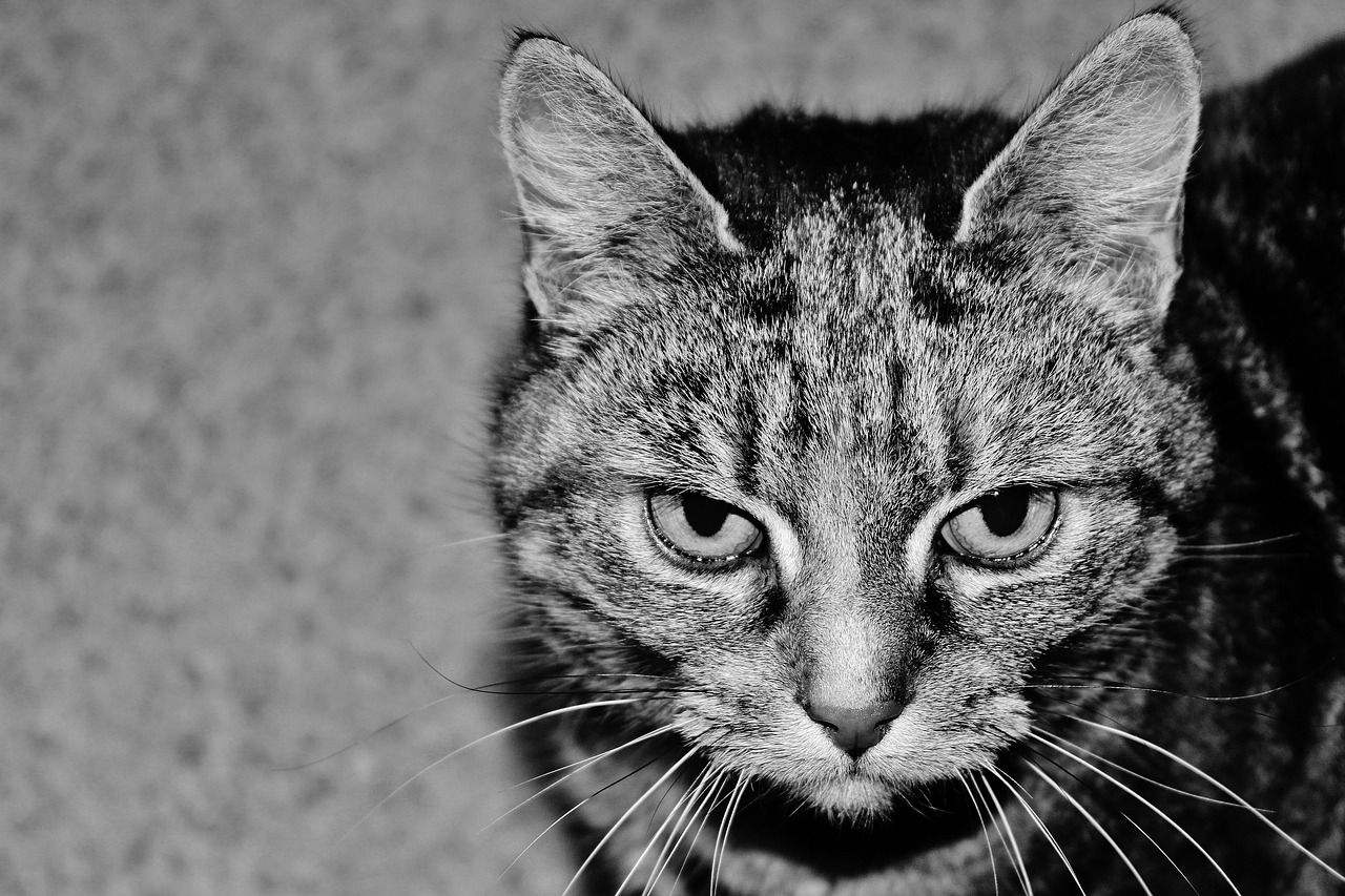 a black and white photo of a cat, a black and white photo, by Tom Carapic, flickr, concerned expression, 4k greyscale hd photography, garfield cat face, toxic cat