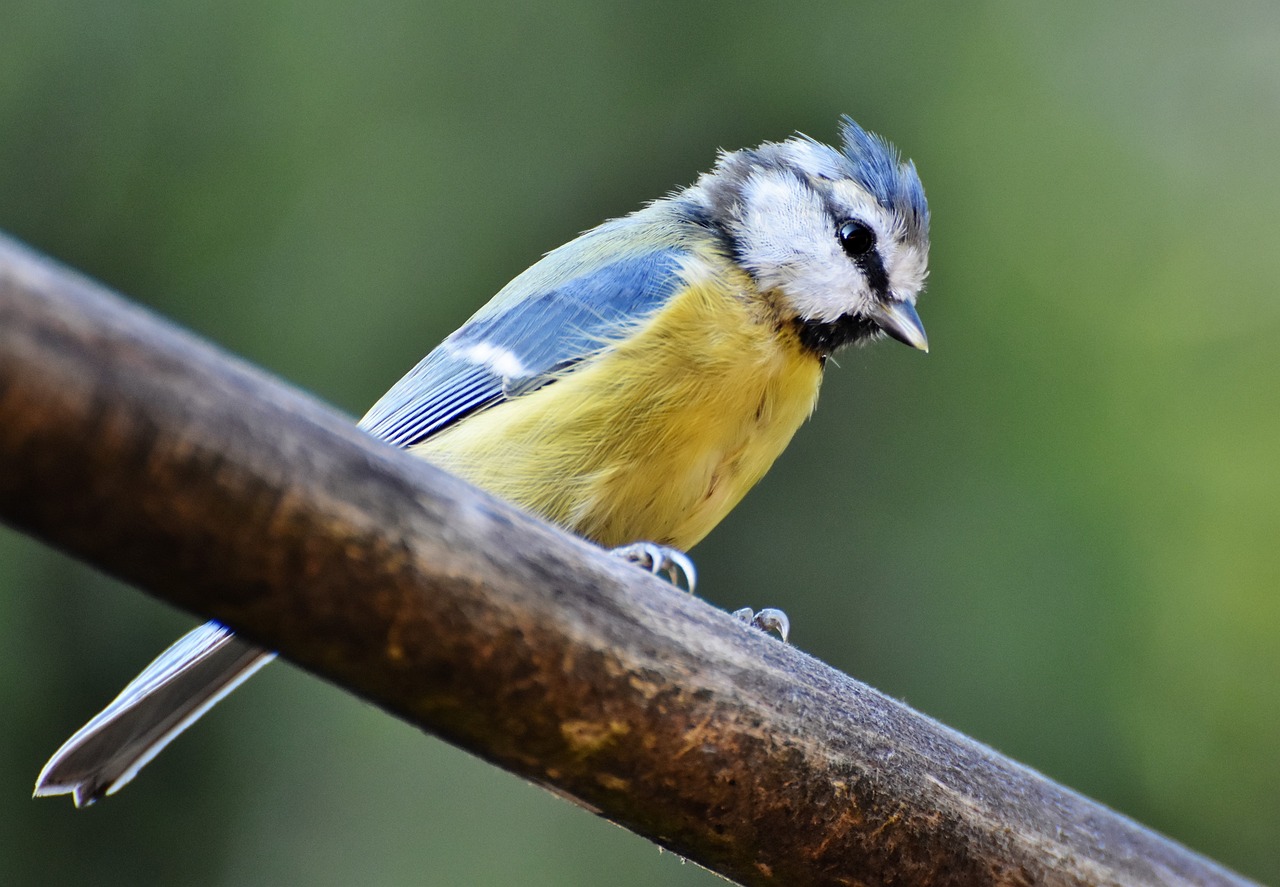 a small blue and yellow bird perched on a branch, a portrait, bauhaus, very detailed photo, bushy tail, wooden, tourist photo