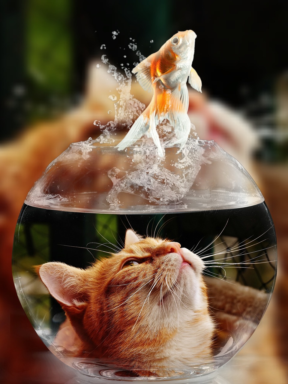 a cat looking up at a fish in a bowl, by Li Mei-shu, shutterstock contest winner, photorealism, mobile wallpaper, liquid fire, diorama macro photography, !!! cat!!!