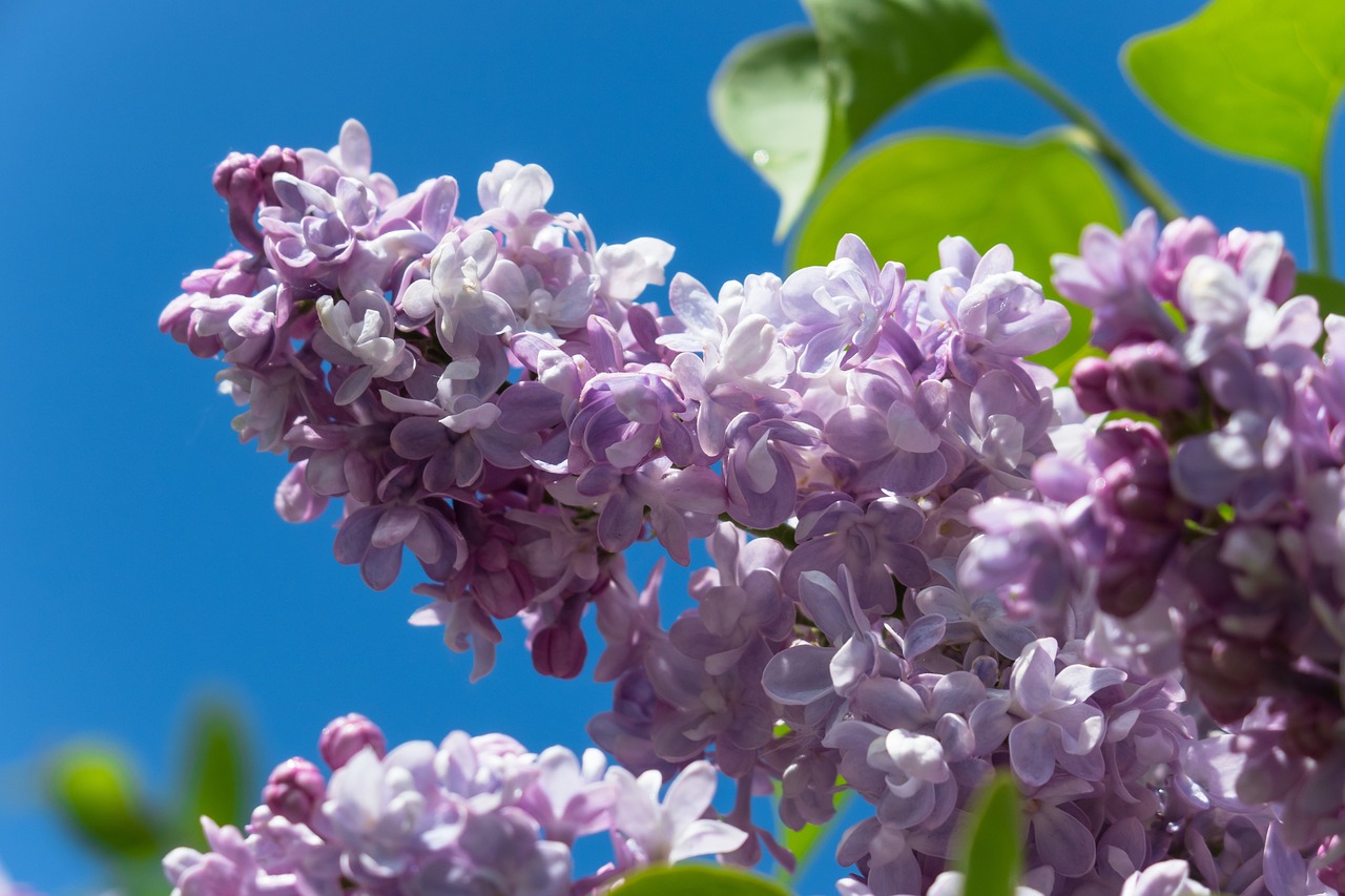 a close up of a bunch of purple flowers, a picture, by Erwin Bowien, shutterstock, blue sky, lilac, highly detailed picture, stock photo