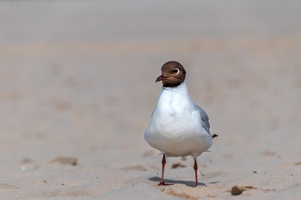 a close up of a bird on a beach, arabesque, big red eyes, full view with focus on subject, dressed in a beautiful white, minimalist