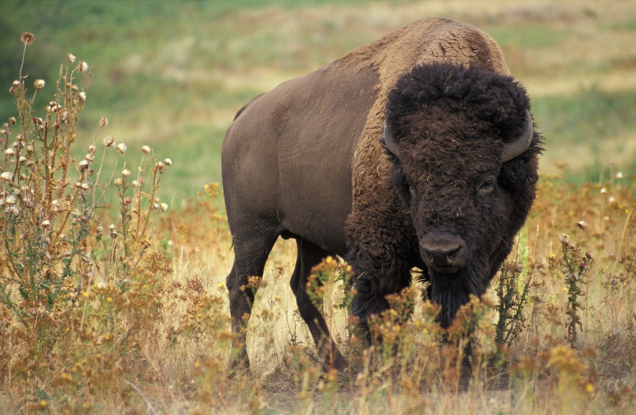 a bison standing in a field of tall grass, a picture, flickr, renaissance, getty images, 1996, native american, in a menacing pose