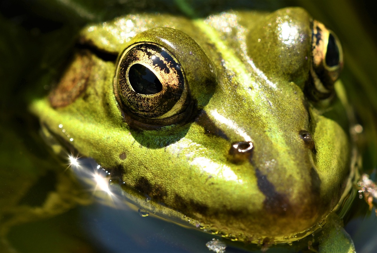 a close up of a frog's face in water, a macro photograph, by Edward Corbett, pixabay, photorealism, sparkling in the sunlight, olive, photorealistic - h 6 4 0, bottom angle