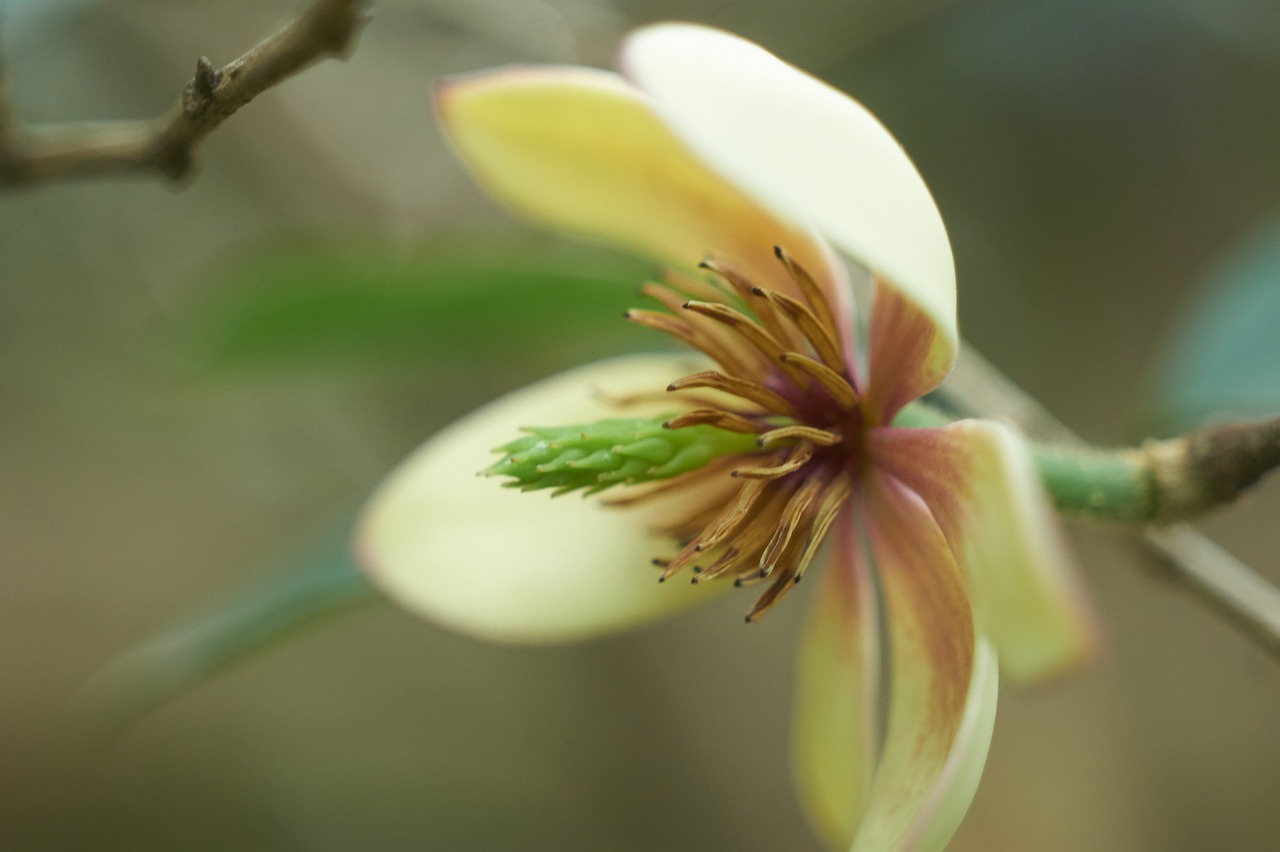 a close up of a flower on a tree, by Ikuo Hirayama, flickr, hurufiyya, painted pale yellow and green, magnolia, clover, close-up photo