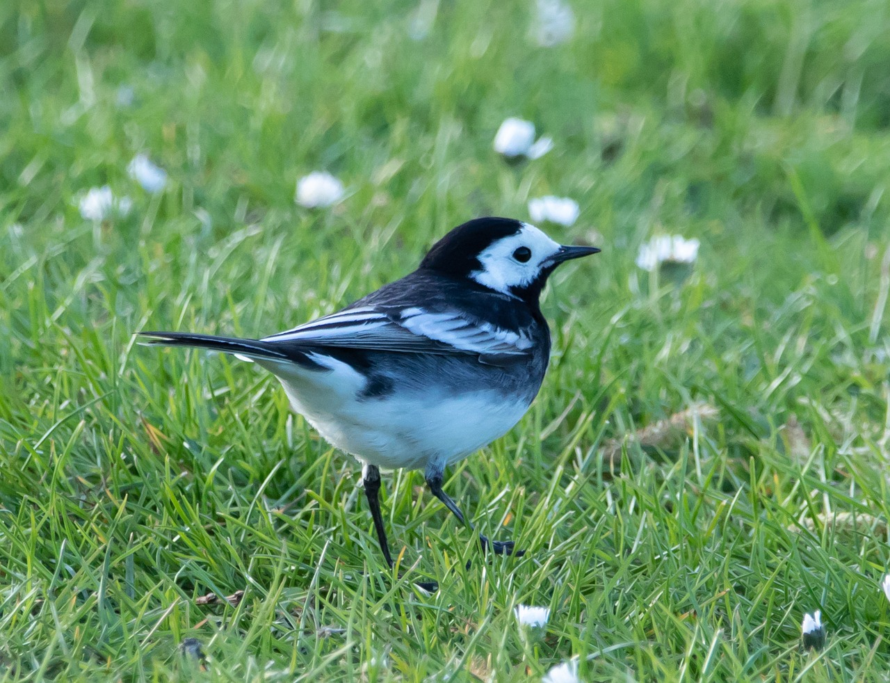 a small black and white bird standing in the grass, by Paul Bird, happening, glasgow, bright eyes, meadows, walk