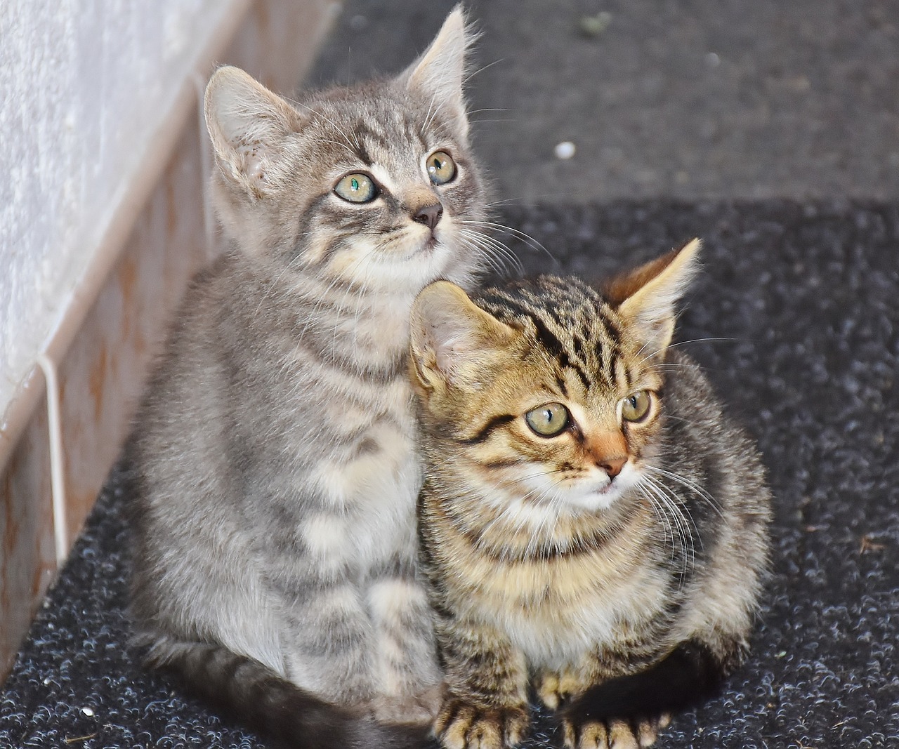 a couple of cats sitting next to each other, a picture, by Georgina Hunt, shutterstock, young male, cute furry needs your help, animals in the streets, miniature kitten