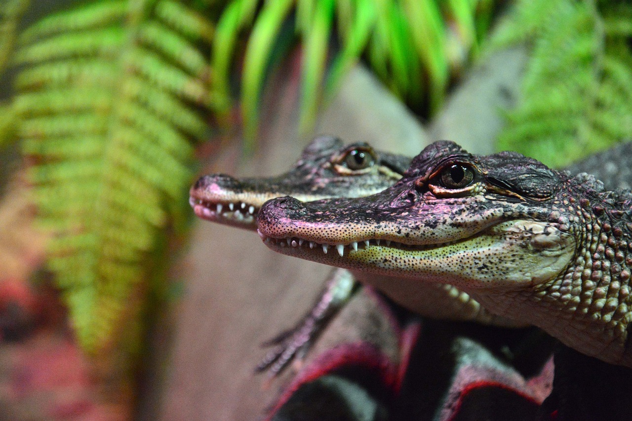 a close up of a small alligator on a rock, a portrait, photorealism, adult pair of twins, photograph credit: ap, in the zoo exhibit, amanda clarke