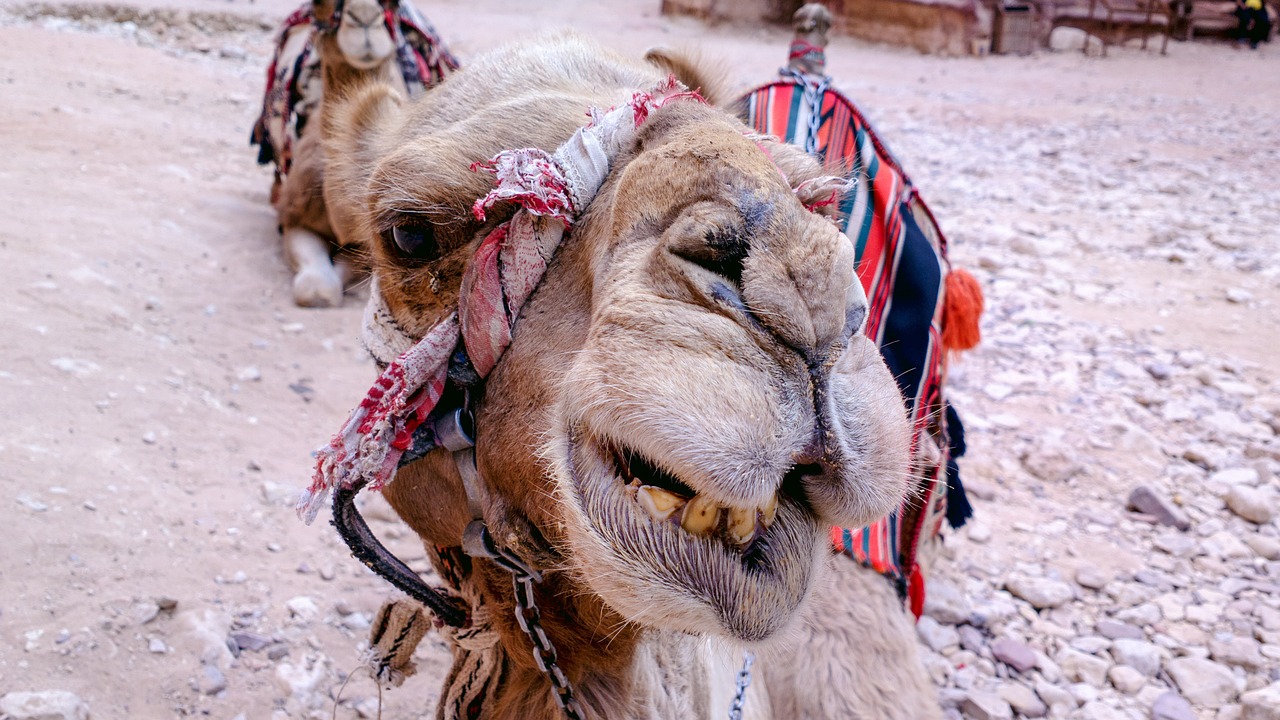 a close up of a camel with a saddle, a photo, by Richard Carline, with a beautifull smile, egypt, funny face, photo taken in 2018