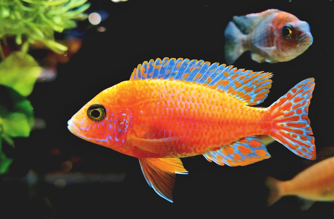 a close up of a fish in an aquarium, a screenshot, by Gwen Barnard, pexels, strong blue and orange colors, wallpaper mobile, yellow and red color scheme, 🦩🪐🐞👩🏻🦳