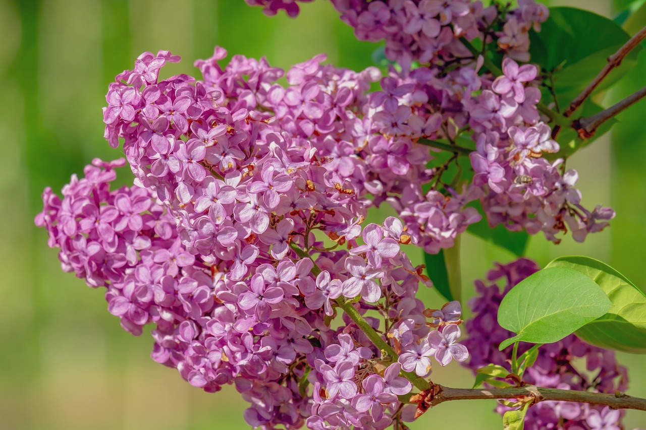 a close up of a bunch of purple flowers, a portrait, by John La Gatta, shutterstock, lilacs, wisconsin, reddish, dove