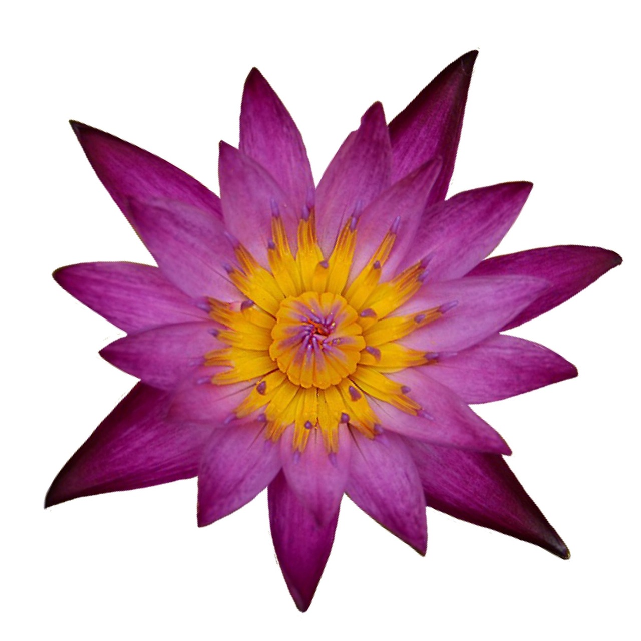 a close up of a purple flower on a white background, a photo, hurufiyya, pink lotus queen, aerial view top down, purple and yellow, highly detailed product photo