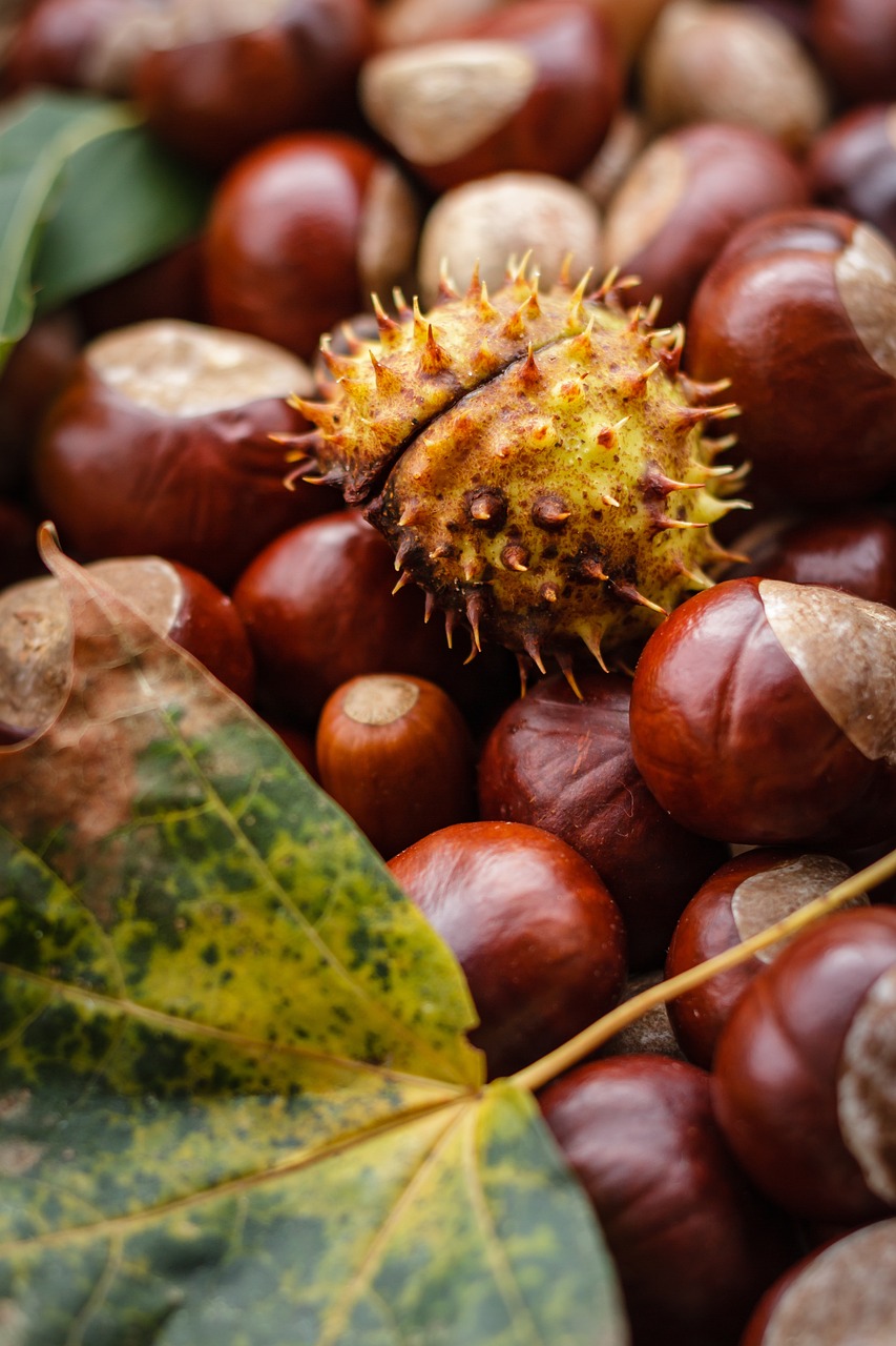 a close up of a bunch of nuts and leaves, a macro photograph, by Lisa Nankivil, trending on pixabay, naturalism, mangosteen, chestnut hair, brown:-2, spiky