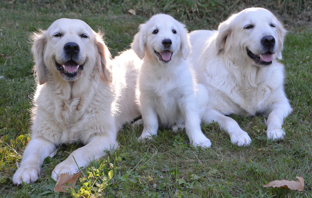 three large white dogs laying in the grass, shiny gold, happy family, afp, puppies