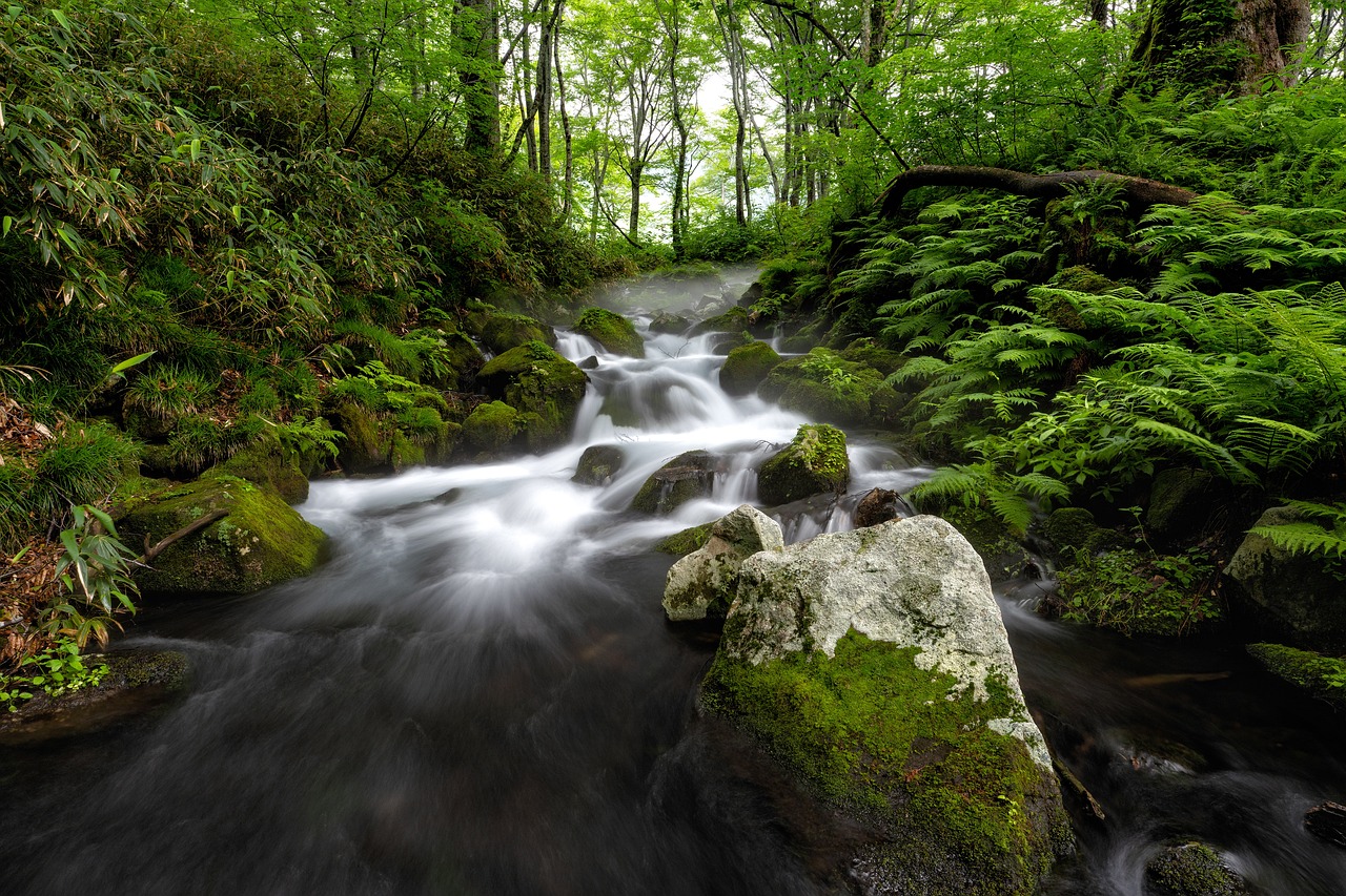 a stream running through a lush green forest, shin hanga, long exposure 8 k, gunma prefecture, shot on sony alpha dslr-a300, white water