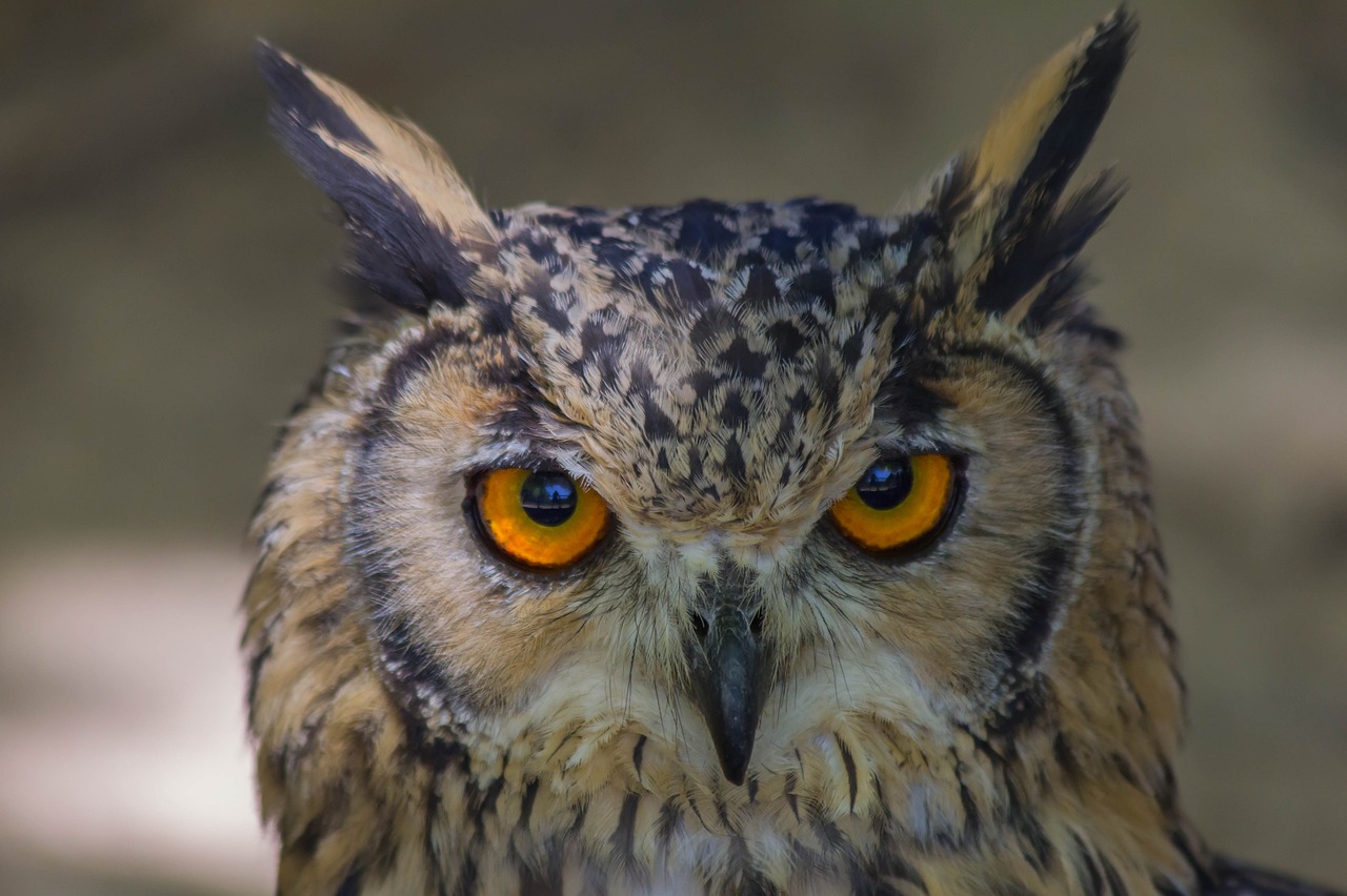 a close up of an owl with orange eyes, a portrait, hurufiyya, closeup photo, mid shot photo