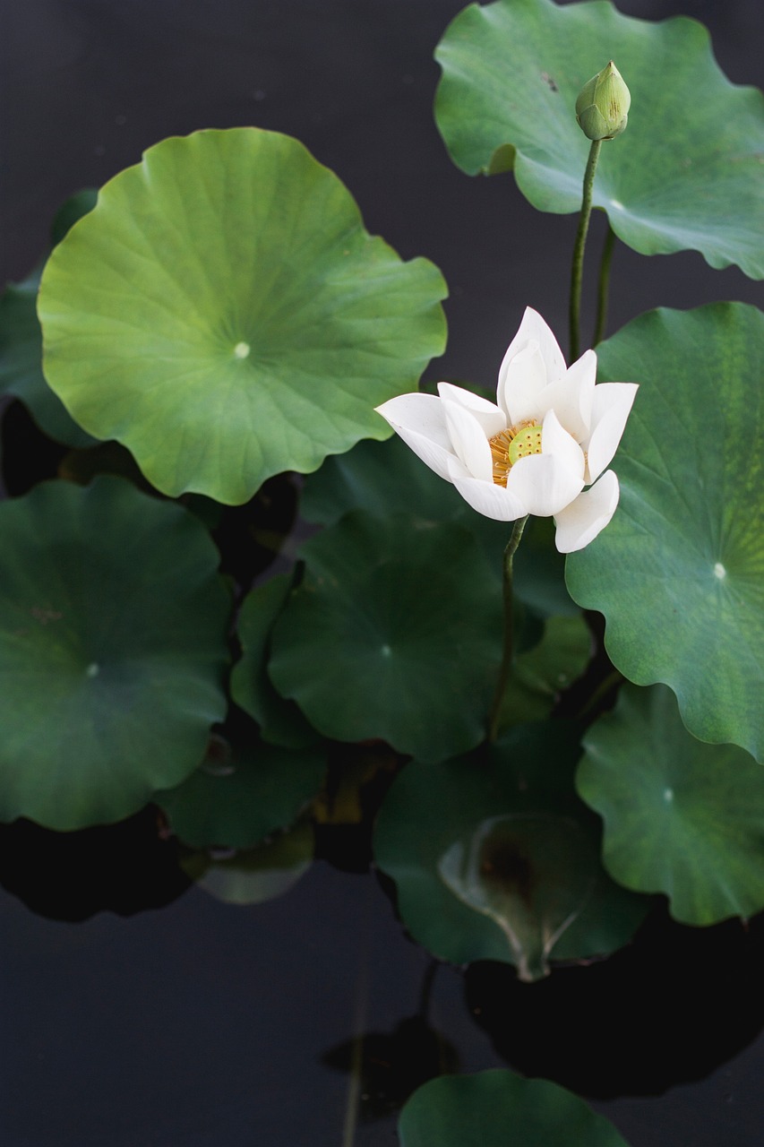 a white flower sitting on top of green leaves, a picture, by Maeda Masao, shutterstock, lotus flowers on the water, powerful zen composition, stock photo