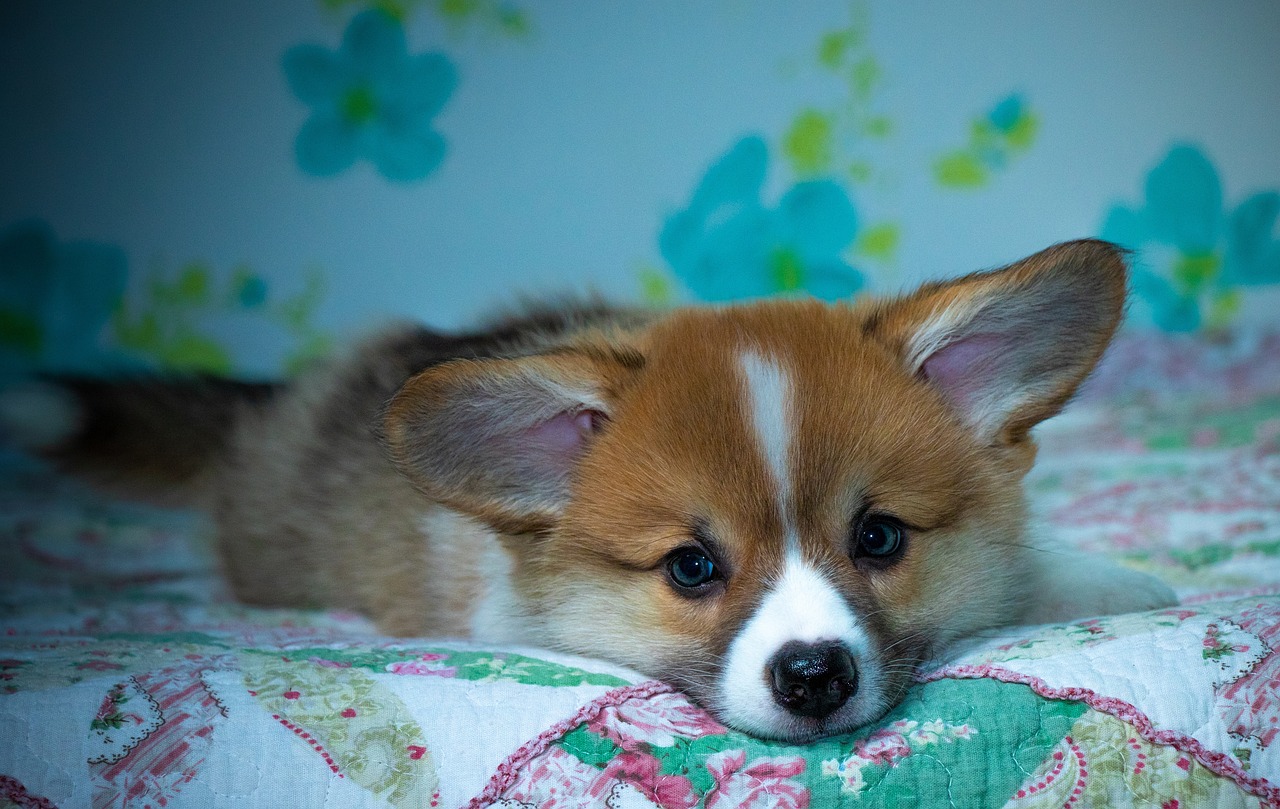 a brown and white dog laying on top of a bed, by Maksimilijan Vanka, flickr, fennec fox, beautiful wallpaper, cute corgi, sad expression