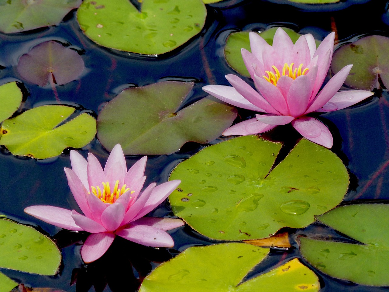 a couple of pink water lilies floating on top of a pond, a portrait, by Robert Brackman, flickr, photostock, diana levin, after rain, f/2.5