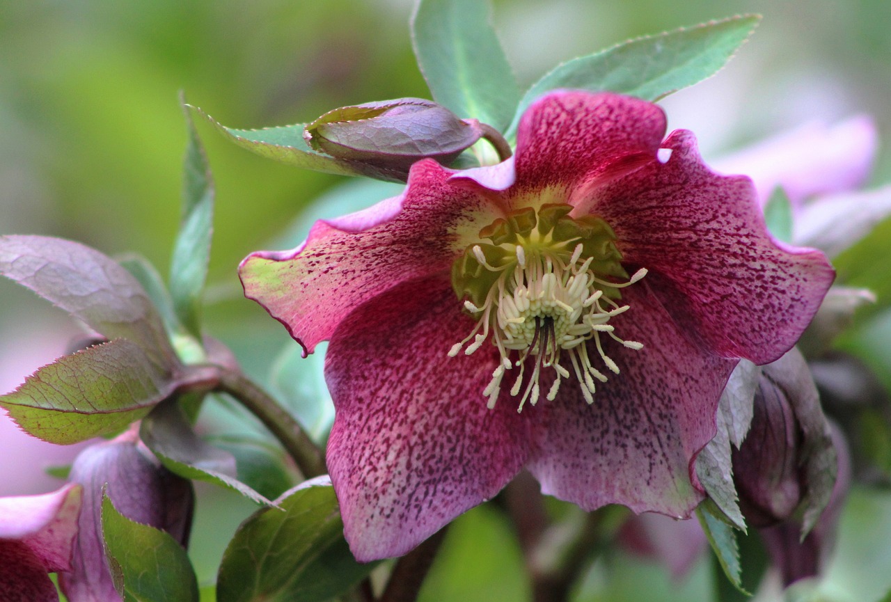 a close up of a pink flower with green leaves, inspired by Frederick Goodall, clematis like stars in the sky, deep colour\'s, wild berry vines, glazed