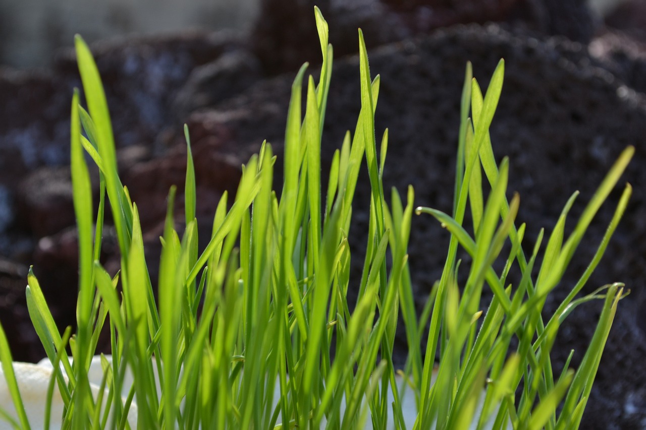 a close up of some grass with rocks in the background, by Dietmar Damerau, hurufiyya, seedlings, it\'s name is greeny, spring early morning, flash photo