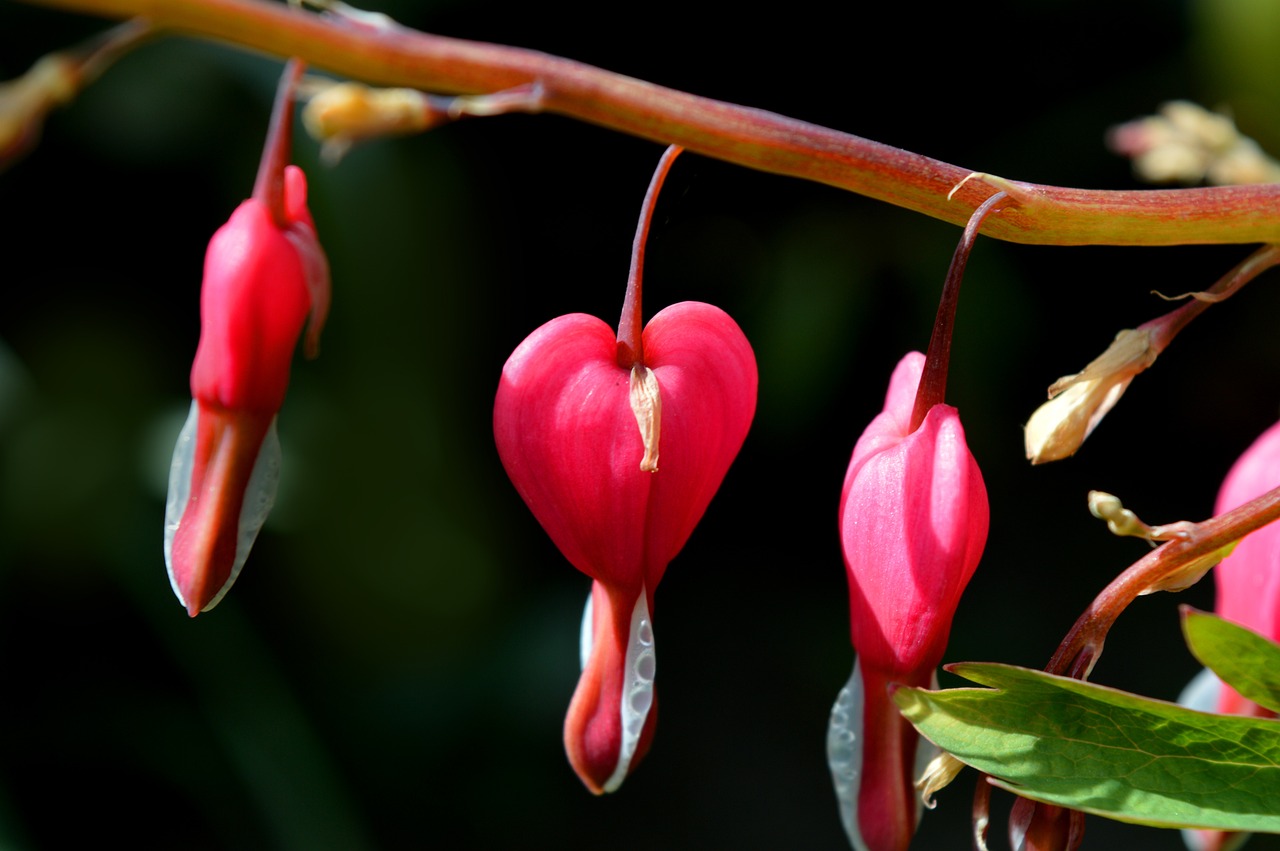 a bunch of red flowers hanging from a tree, a macro photograph, by Robert Brackman, shutterstock, several hearts, pink arches, endangered, kidney