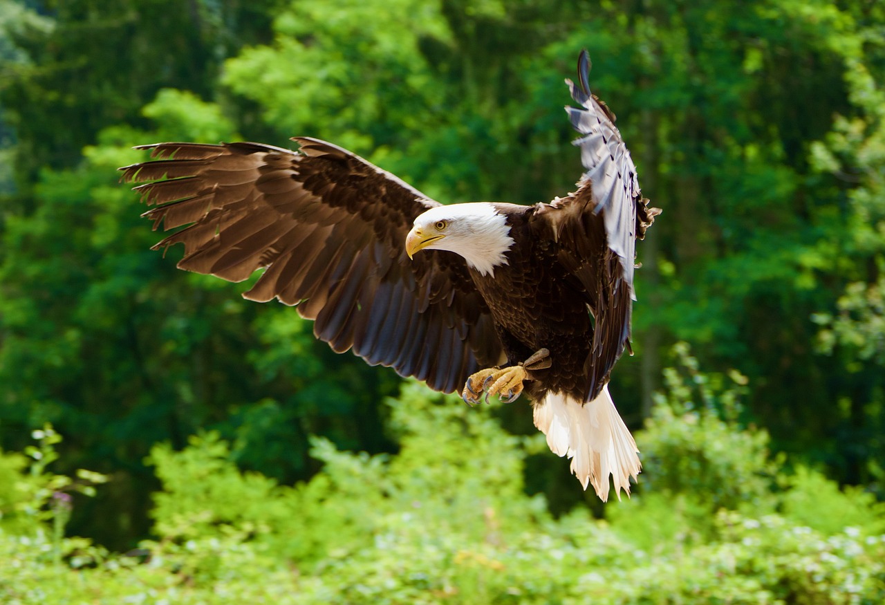 a bald eagle flying over a lush green forest, a stock photo, by Dietmar Damerau, shutterstock, a wooden, majestic sweeping action, closeup photo, full subject shown in photo