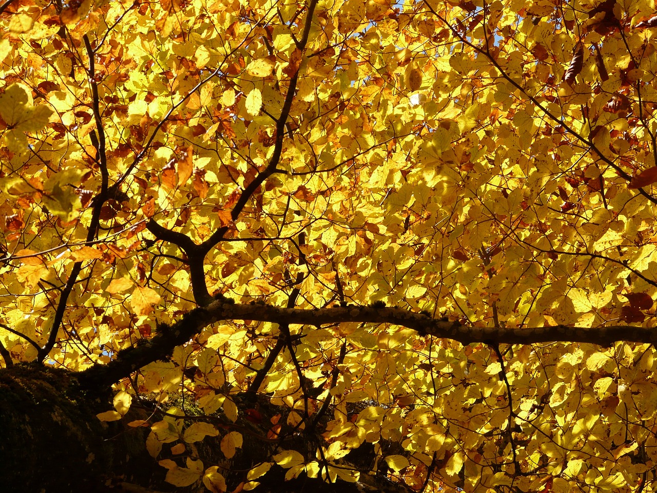 a close up of a tree with yellow leaves, inspired by S J "Lamorna" Birch, pexels, beams of golden light, full of colour 8-w 1024, back lit, 1 6 x 1 6