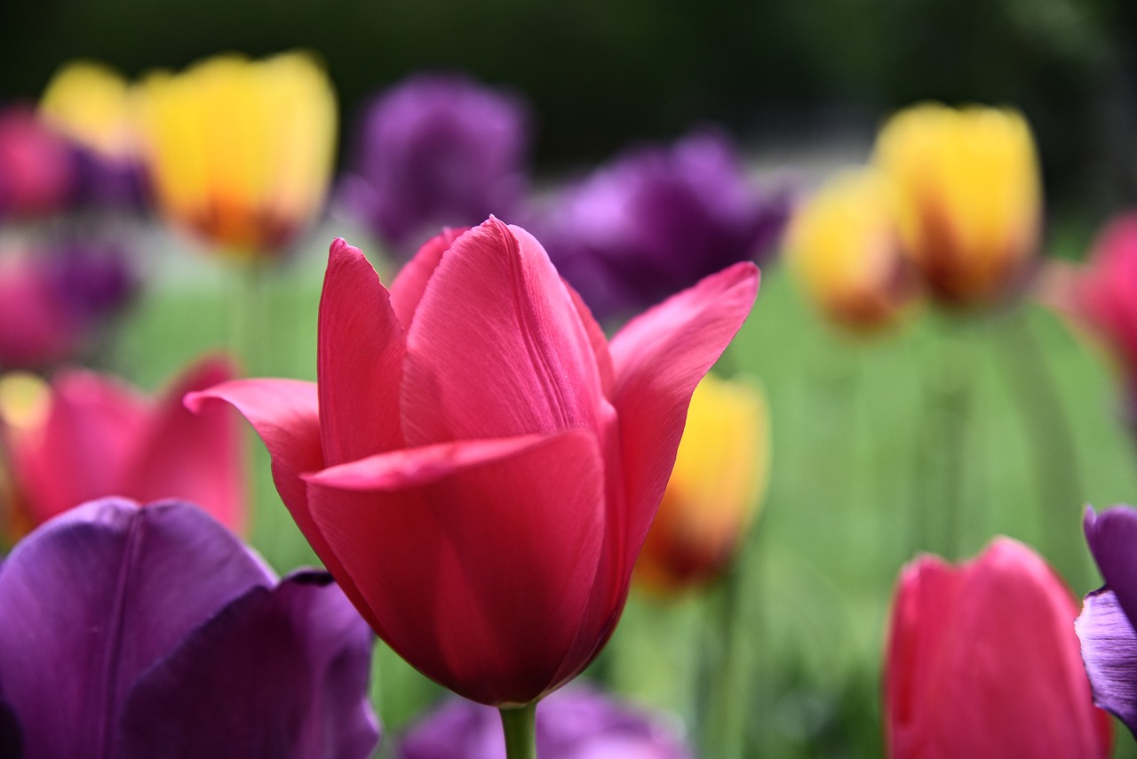 a red tulip in a field of purple and yellow tulips, a picture, by Tom Bonson, sharpened depth of field, istockphoto, pink and red colors, 50mm close up photography