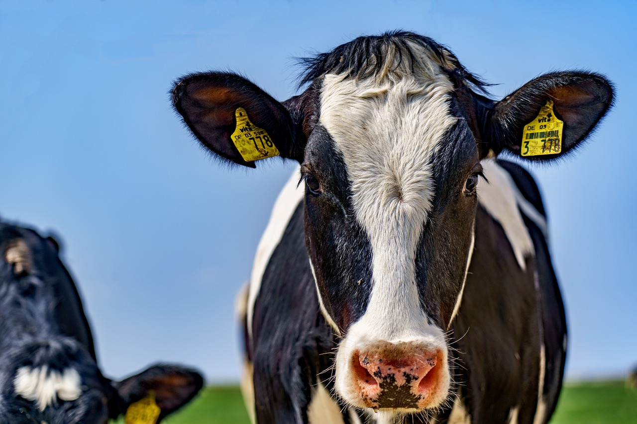 a black and white cow standing next to a black and white cow, a portrait, by Dietmar Damerau, shutterstock, closeup at the face, modern high sharpness photo, markings on his face, on a sunny day