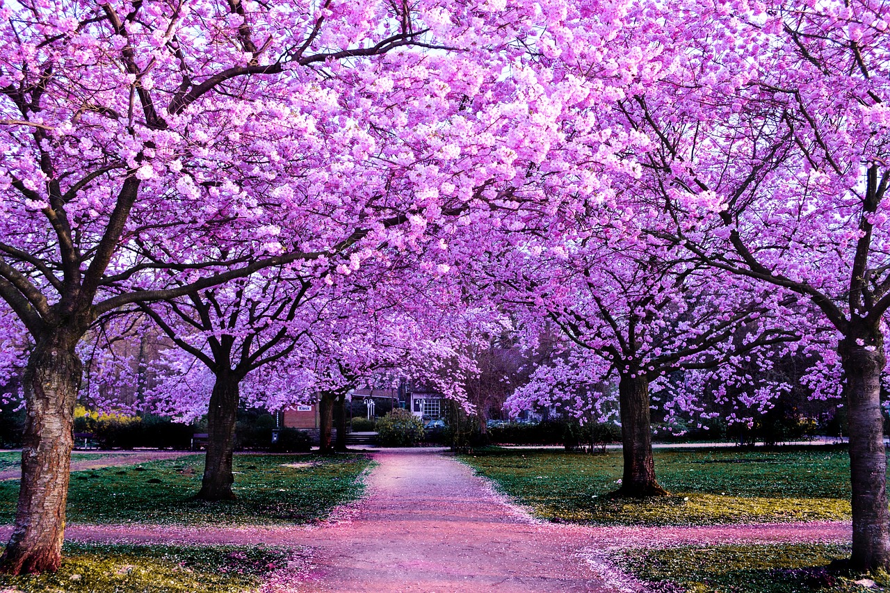 a pathway lined with trees next to a lush green field, a picture, by Phil Koch, shutterstock, fine art, cherry blossom petals, draped in purple, city park with flowers, washington dc