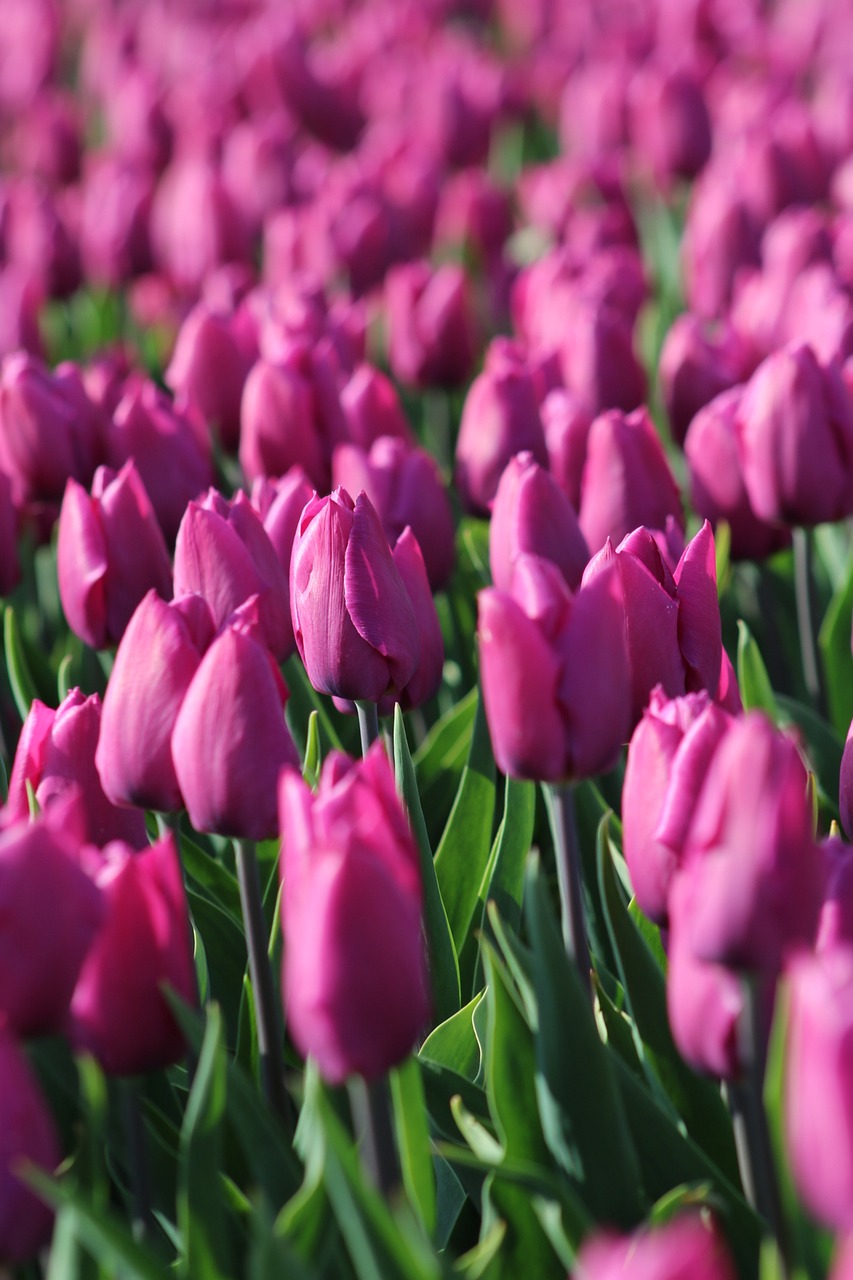 a field of pink tulips on a sunny day, a picture, by Frederik Vermehren, shutterstock, purple hue, detailed zoom photo, stock photo