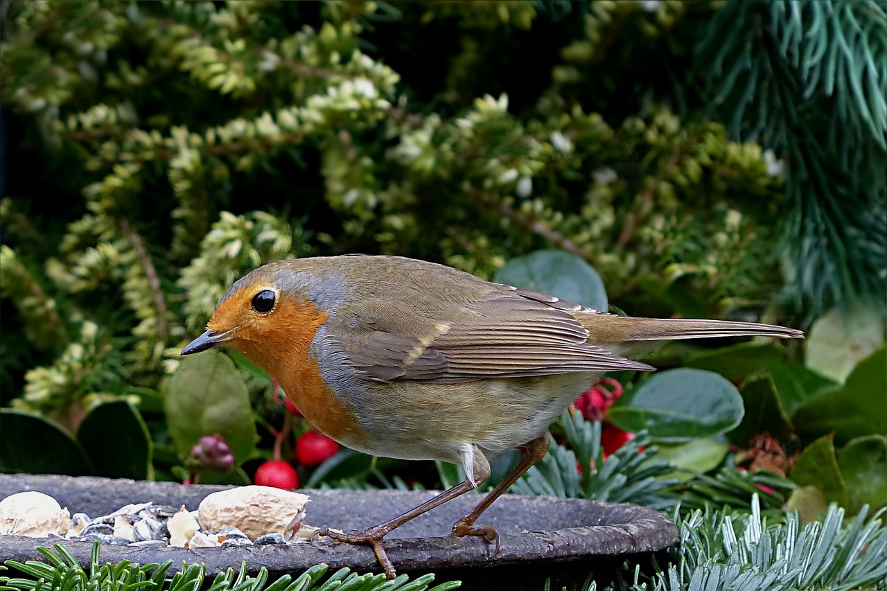 a small bird standing on top of a bird bath, by Robert Brackman, pixabay, fine art, against a winter garden, robin, close up food photography, festive