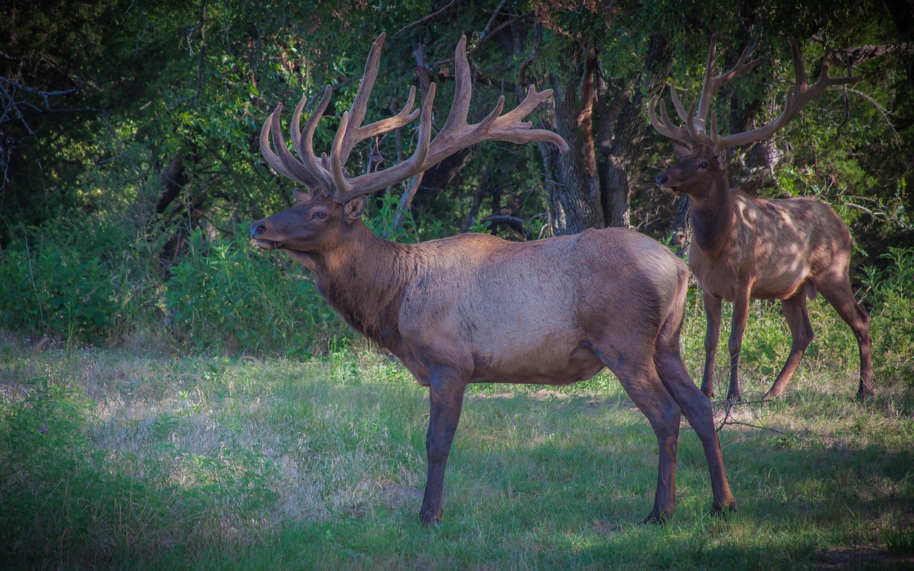 a couple of elk standing on top of a lush green field, a portrait, by Edward Corbett, flickr, precisionism, voluptuous male, sharp focus - h 8 0 0, front side view, big oaks