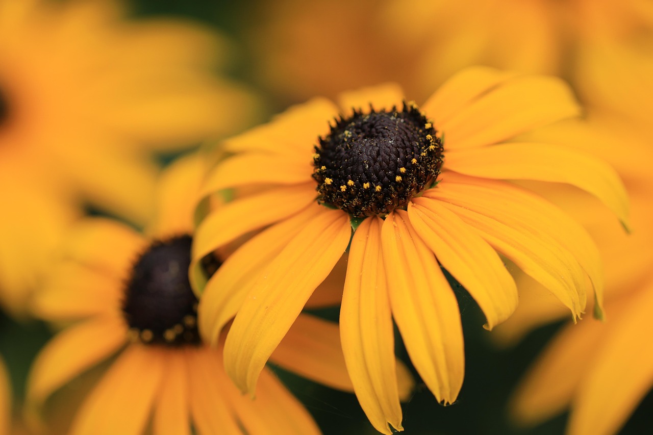 a close up of a bunch of yellow flowers, a macro photograph, by David Garner, two shallow black eyes, close-up product photo, cone, summer morning light