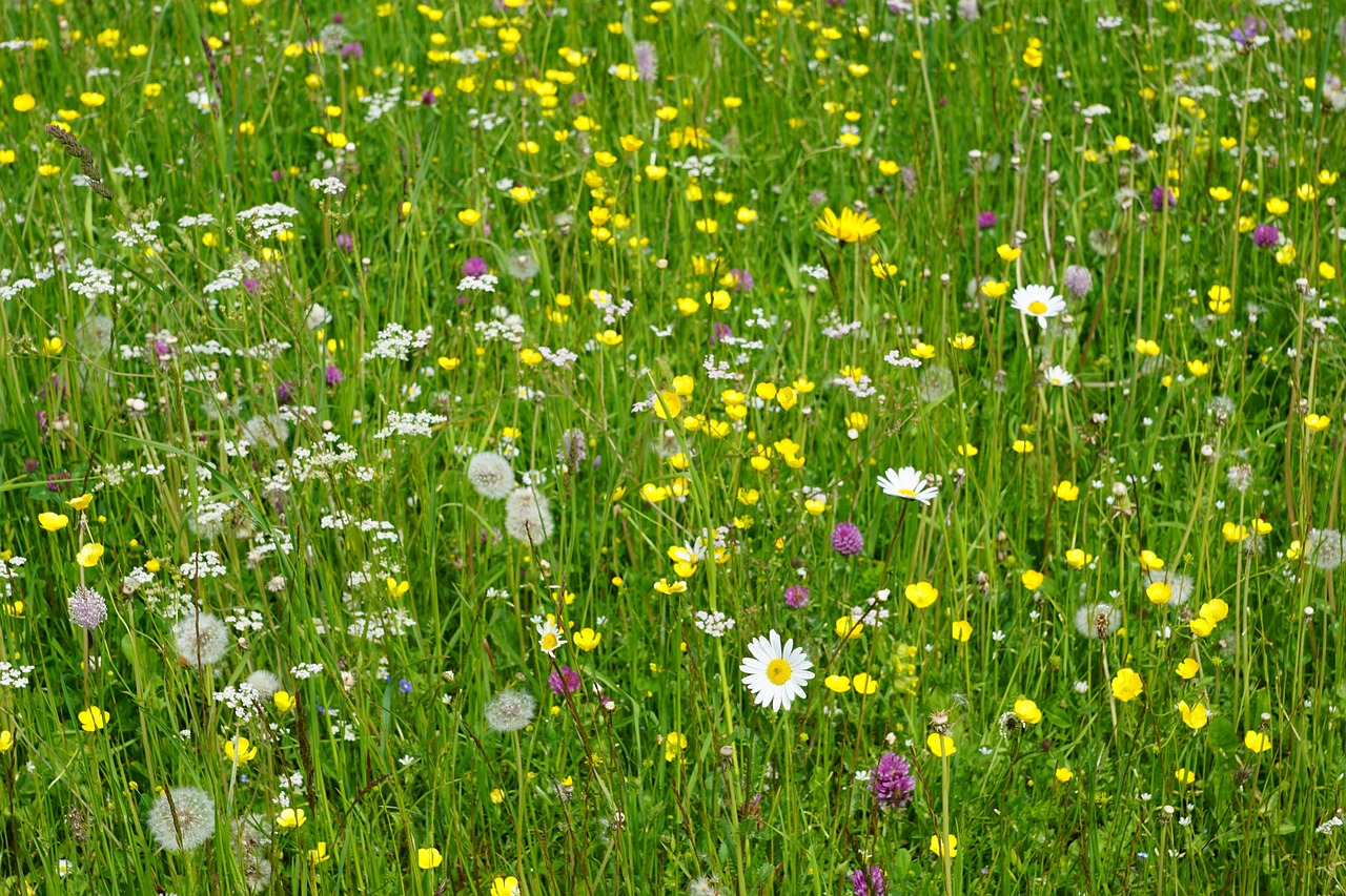 a field full of yellow and white flowers, a picture, by Erwin Bowien, shutterstock, lush grass, multi - coloured, seeds, mixed