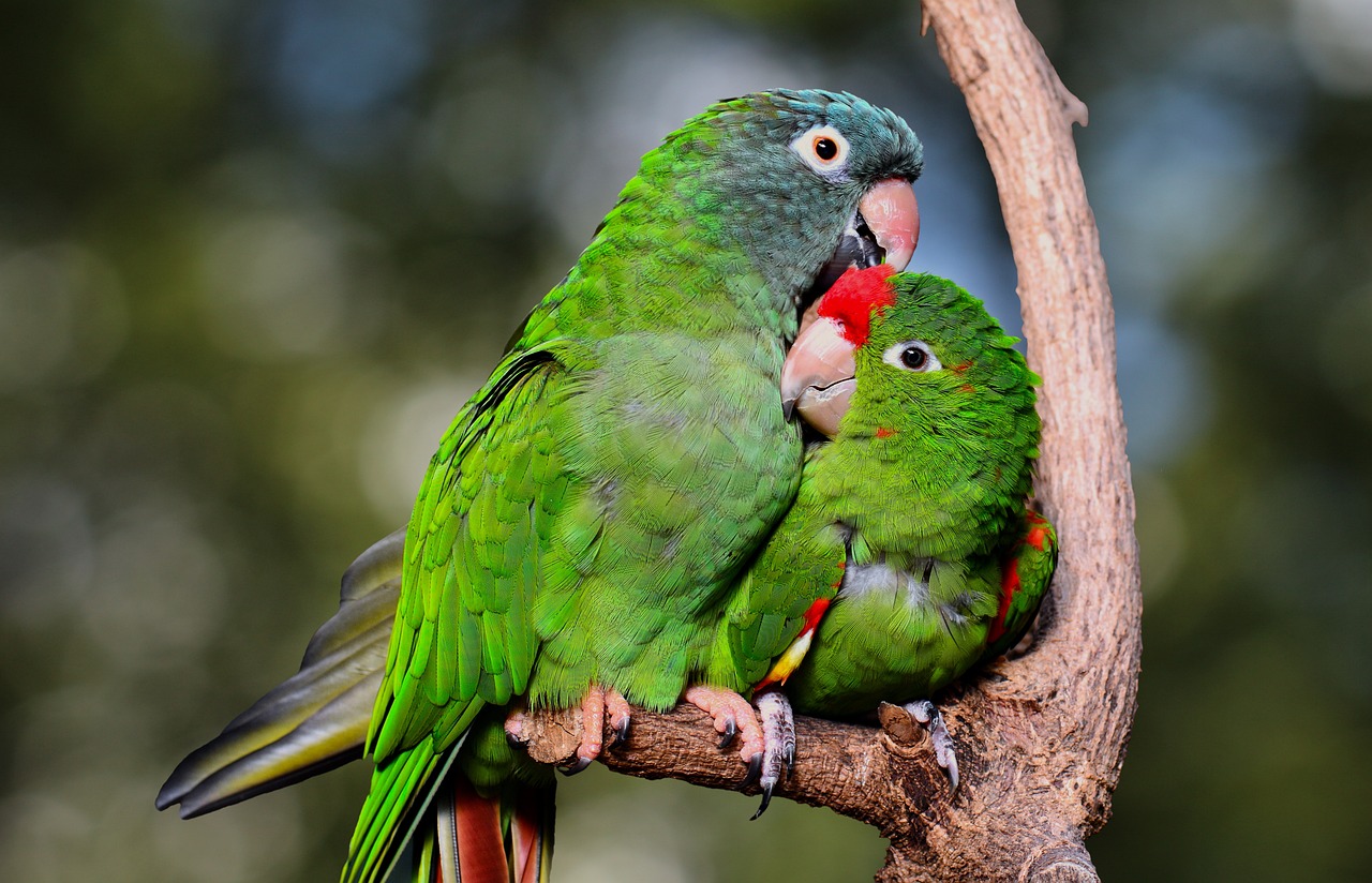 a couple of green birds sitting on top of a tree branch, a picture, pexels, renaissance, hugging and cradling, green bright red, colorful picture, wooden