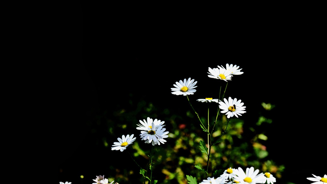 a group of white flowers sitting on top of a lush green field, a portrait, minimalism, against a deep black background, colorful high contrast, daisy, flash photo
