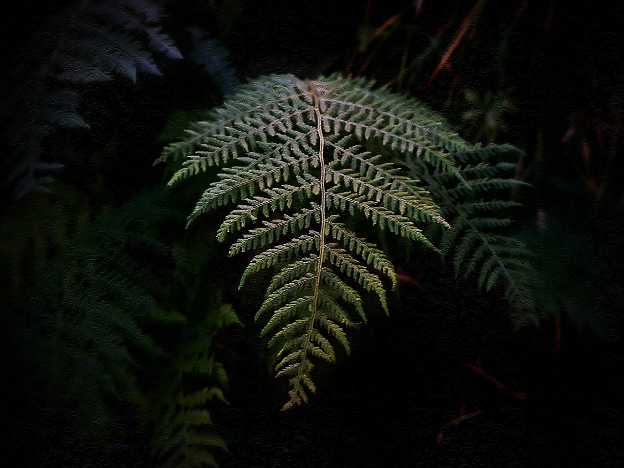 a close up of a fern leaf in the dark, australian tonalism, digital painted, in the redwood forest, short telephoto, frank stephenson