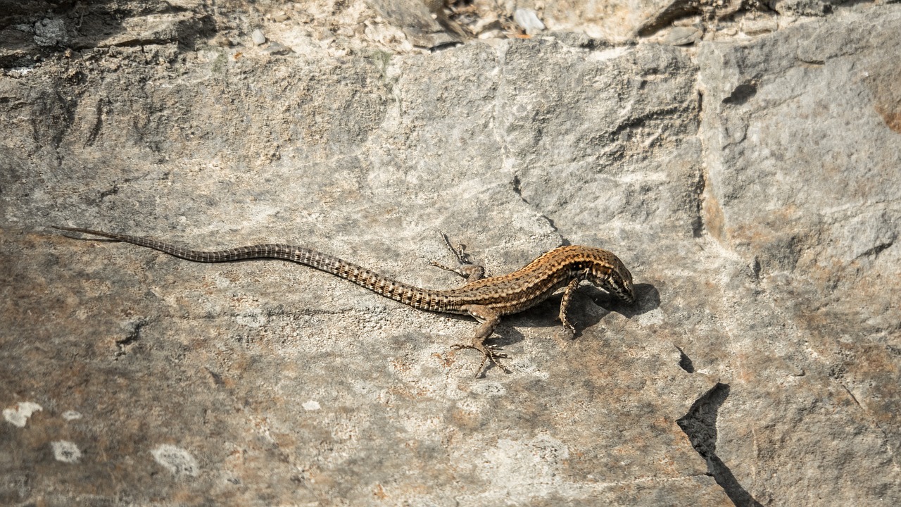 a lizard that is sitting on a rock, a photo, time to climb the mountain path, rich in texture ), very sharp photo, laura sava