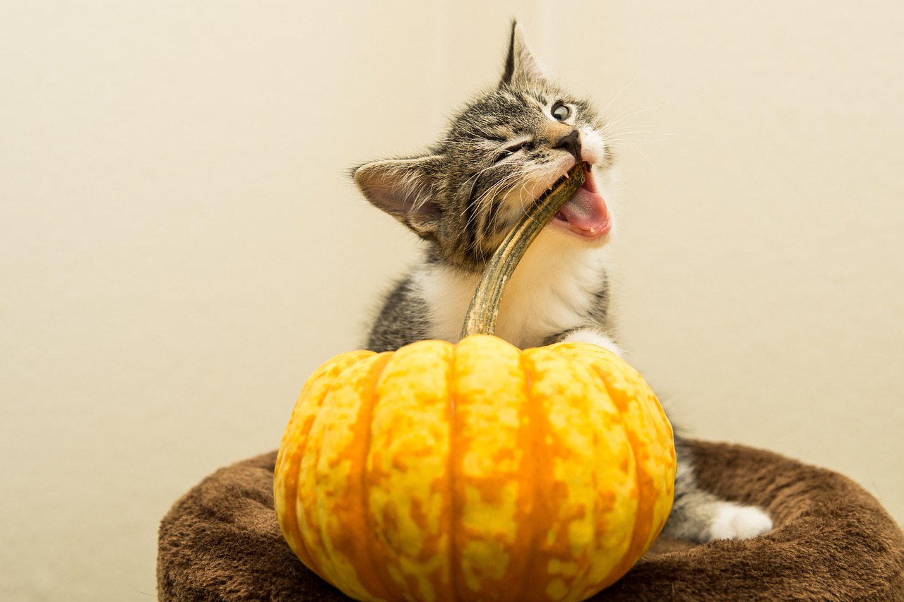 a kitten sitting on top of a table next to a pumpkin, shutterstock, licking tongue, very sharp photo